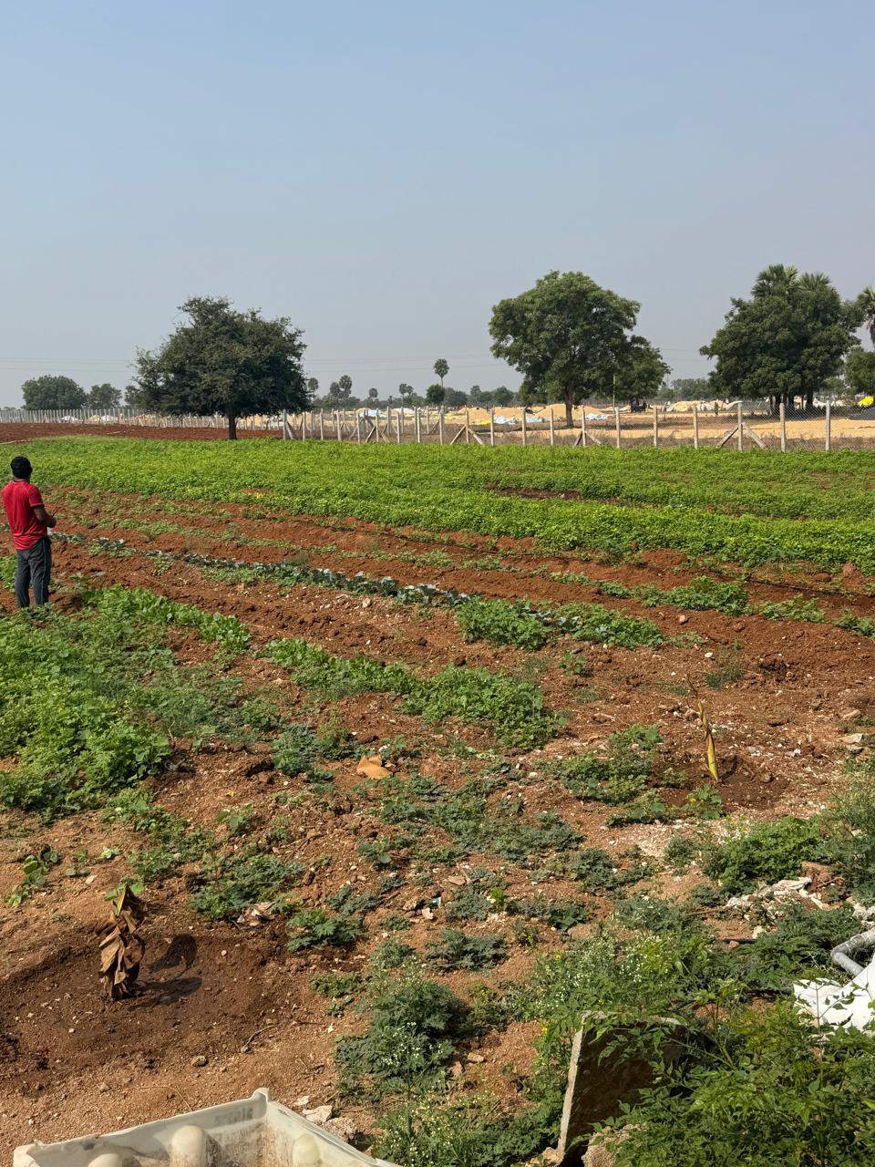 Natural Farming Activity